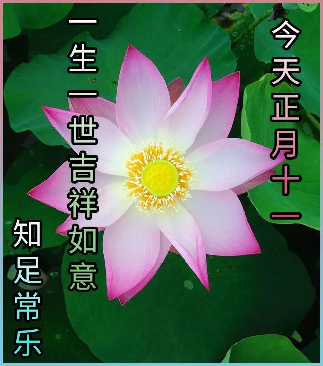 正月|2021牛年正月十一祝福语 大年十一祝福语图片大全