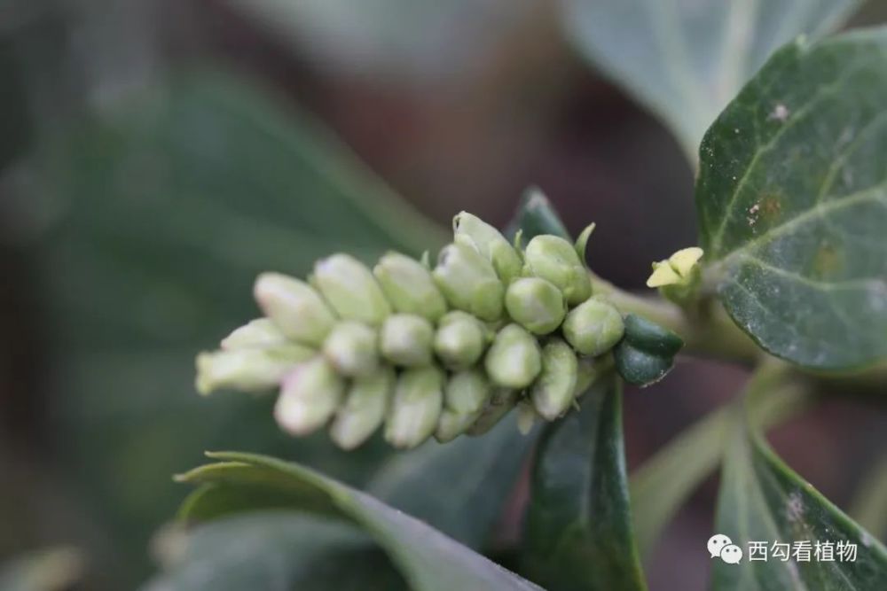 早春开花植物 腾讯新闻