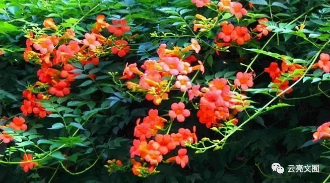 云亮诗选 凌霄花 腾讯新闻