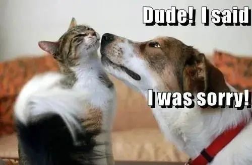 铲屎官|铲屎官福音：汪星人和喵星人的小情绪，AI 可以识别了