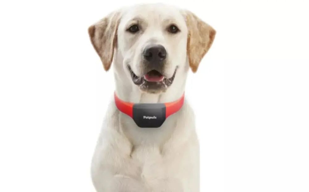 铲屎官|铲屎官福音：汪星人和喵星人的小情绪，AI 可以识别了