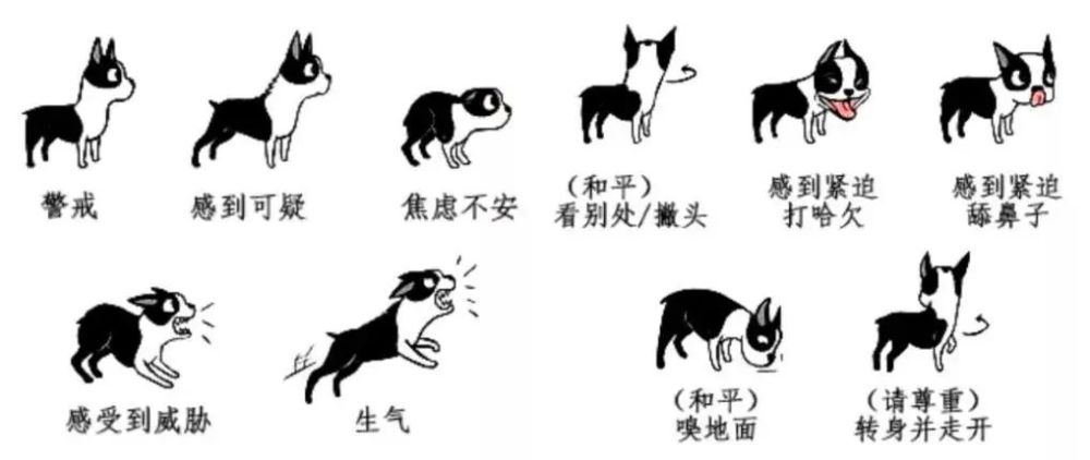 铲屎官|铲屎官福音：汪星人和喵星人的小情绪，AI 可以识别了