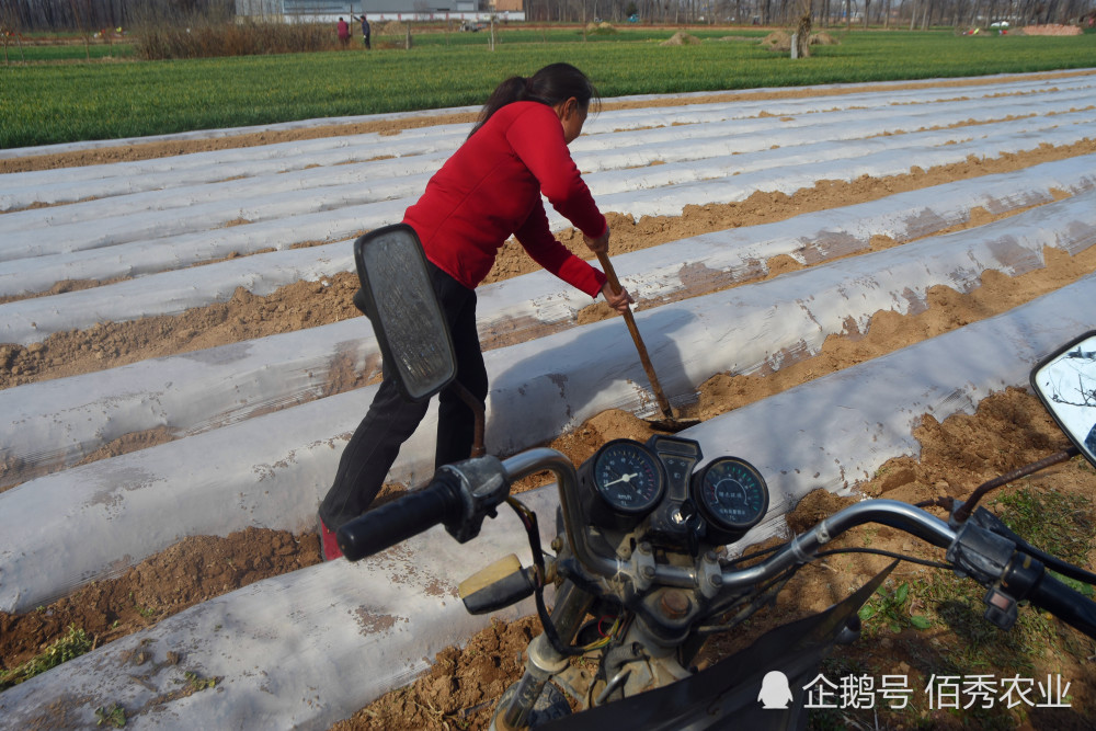 土豆|农民种土豆发了家，为何今年不敢种植了？夫妻俩开始打擂台