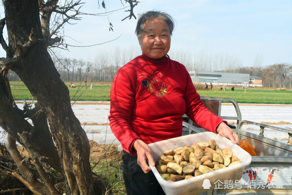 土豆|农民种土豆发了家，为何今年不敢种植了？夫妻俩开始打擂台