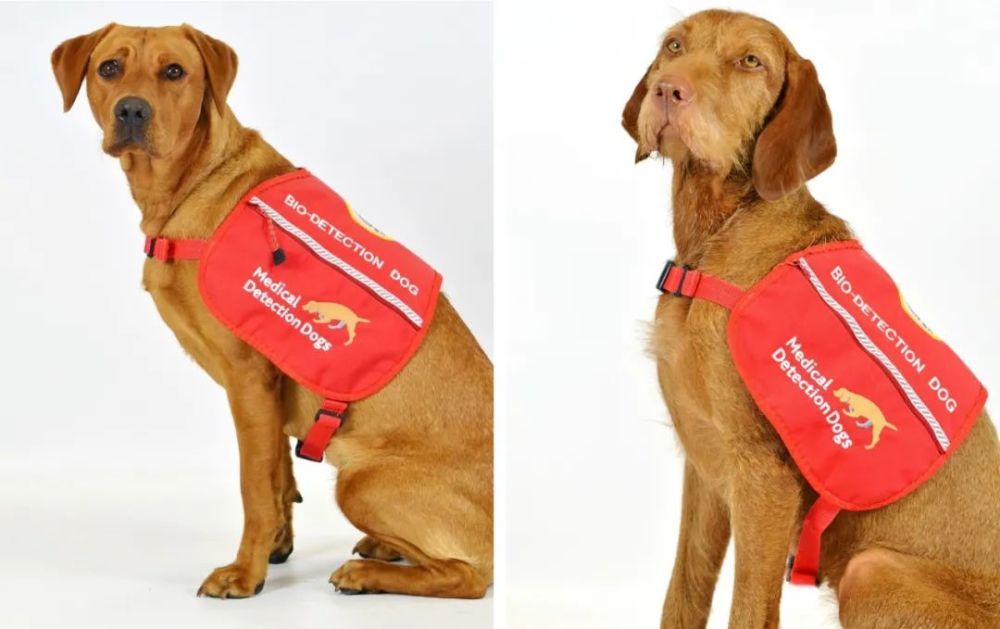 人工智能|脑洞大开！科学家让人工智能跟狗学癌症检测