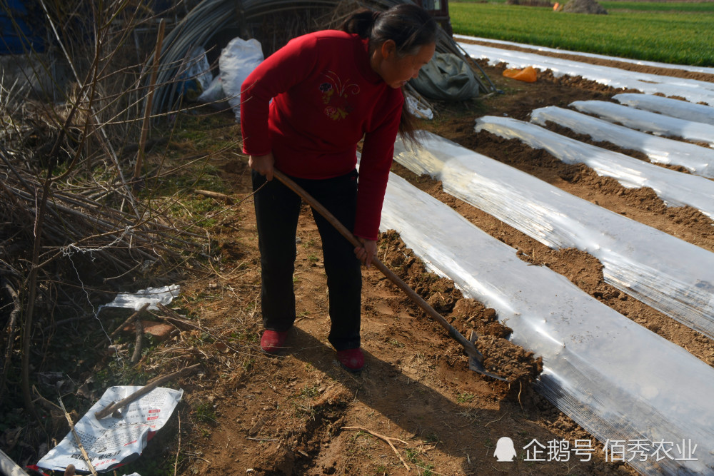 土豆|农民种土豆发了家，为何今年不敢种植了？夫妻俩开始打擂台