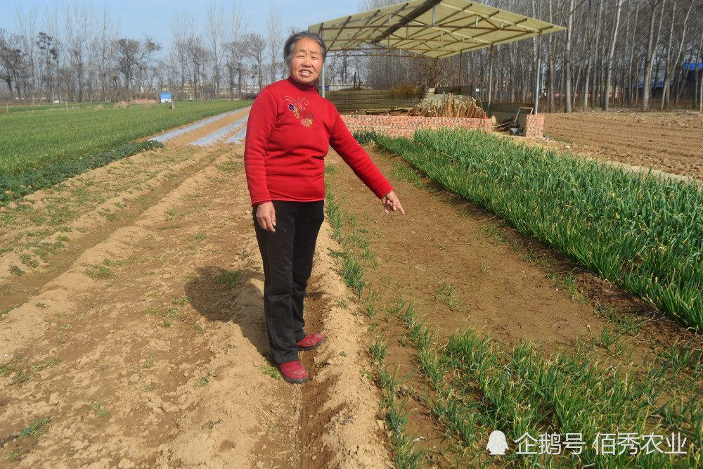 土豆|农民种土豆发了家，为何今年不敢种植了？夫妻俩开始打擂台