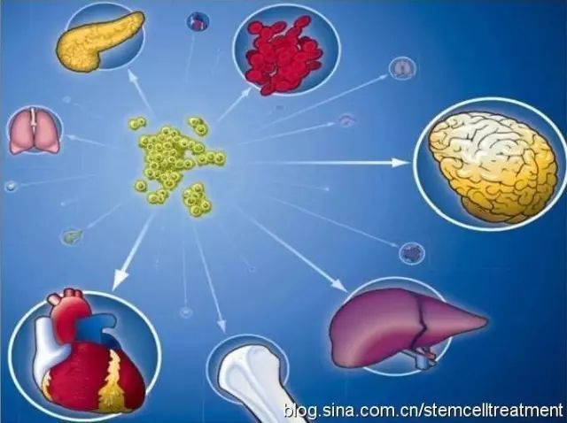 细胞|干细胞与药物治疗有什么不同？