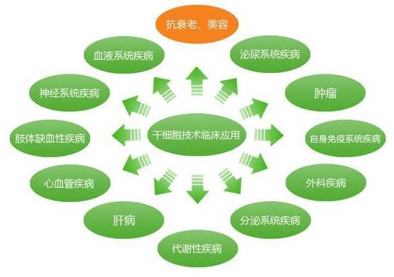 细胞|干细胞与药物治疗有什么不同？