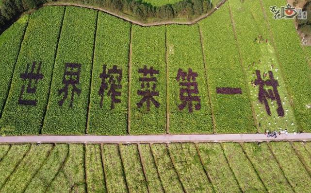 万花瞳丨从 青疙瘩 到 金元宝 来看 国民下饭菜 诞生记 榨菜 金元宝 涪陵榨菜集团 涪陵区 二渡村