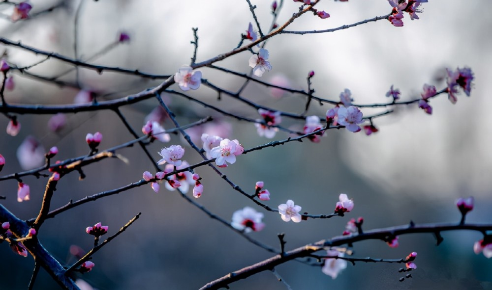 山桃花竟然都开好了 济南的春天更近了 快来千佛山看看吧 腾讯新闻