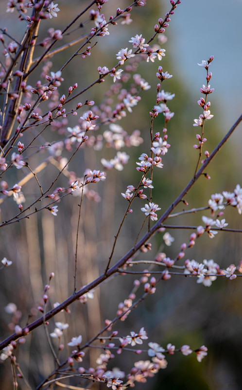 山桃花竟然都开好了 济南的春天更近了 快来千佛山看看吧 腾讯新闻