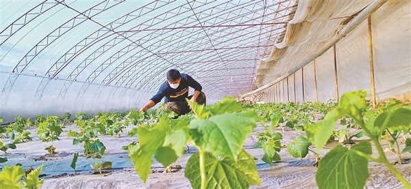 宁安市|宁安菜农抢前抓早育秧忙