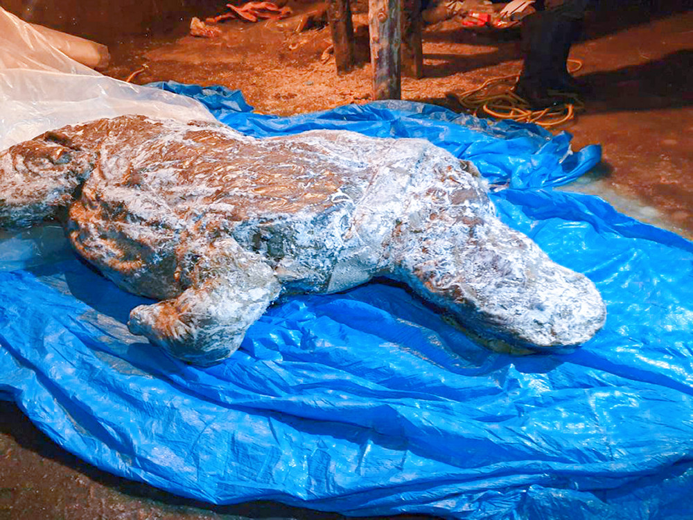 北极地区|数万年前已灭绝生物频现北极？冻土解封，将带来更多麻烦