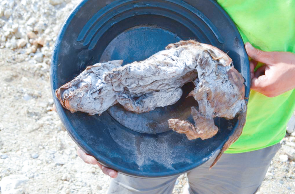 北极地区|数万年前已灭绝生物频现北极？冻土解封，将带来更多麻烦