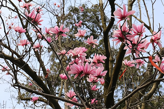 被誉为植物界的熊猫这种树全世界只有唯一的一株