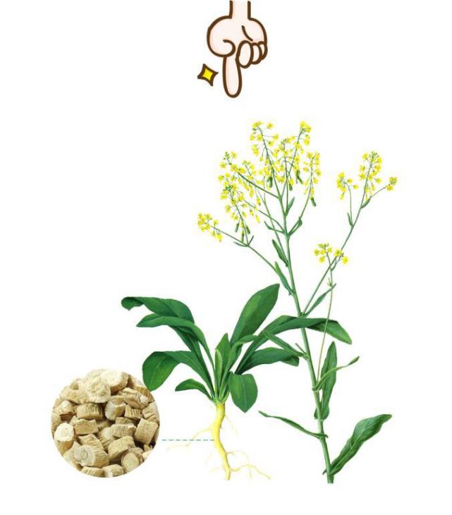 板蓝根的使用,应该注意哪些呢?听听专业药师怎么说
