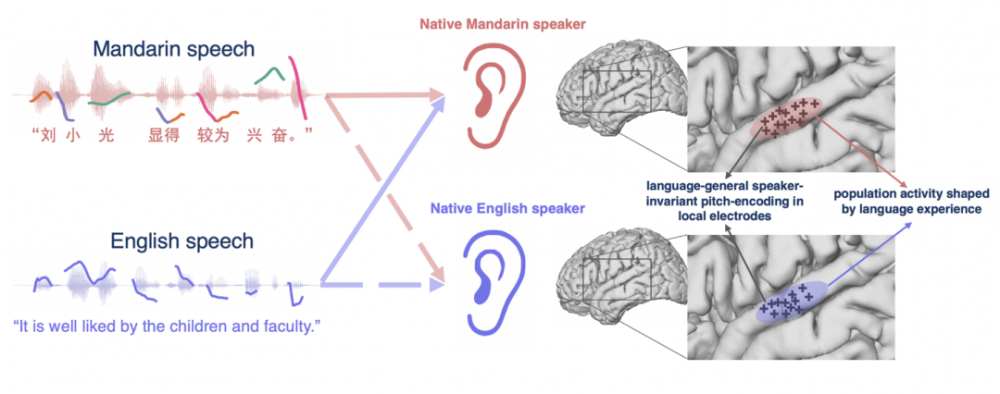 编码|脑机接口大牛最新研究揭示人类大脑跨语言声调编码机制