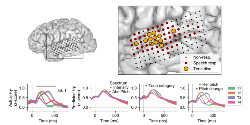 编码|脑机接口大牛最新研究揭示人类大脑跨语言声调编码机制