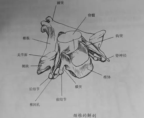 颈椎病|让很多人深受其扰“颈椎病”到底是啥？