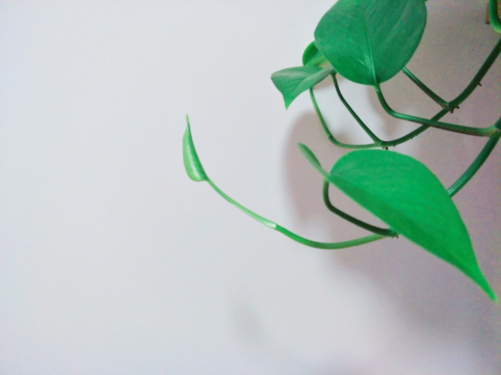 绿萝|温室大棚里种植绿萝，怎样才能不枯萎？妙招就在文中！