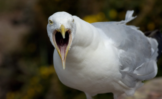 高能剧情男子街头与悍妇吵架舌头惨被咬掉谁料竟被海鸥吞下