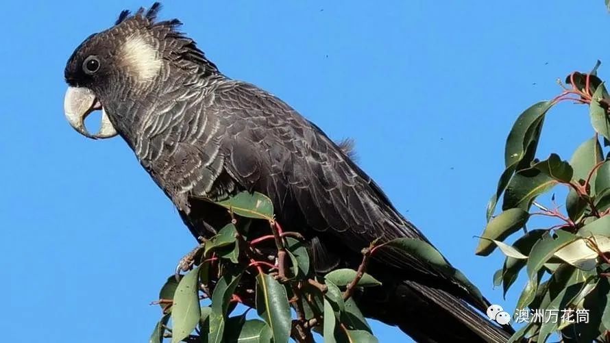 澳洲加强野生动物保护进出口动物的dna都要追踪记录