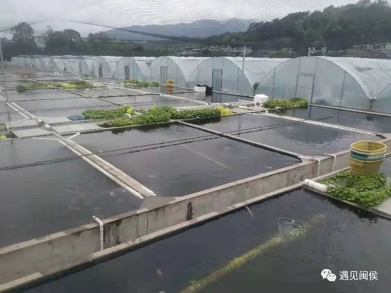 产销双丰收!春节期间闽侯金鱼不停"游"