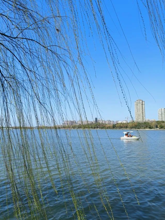芜湖东湖公园柳绿花红春意浓游园赏春正当时