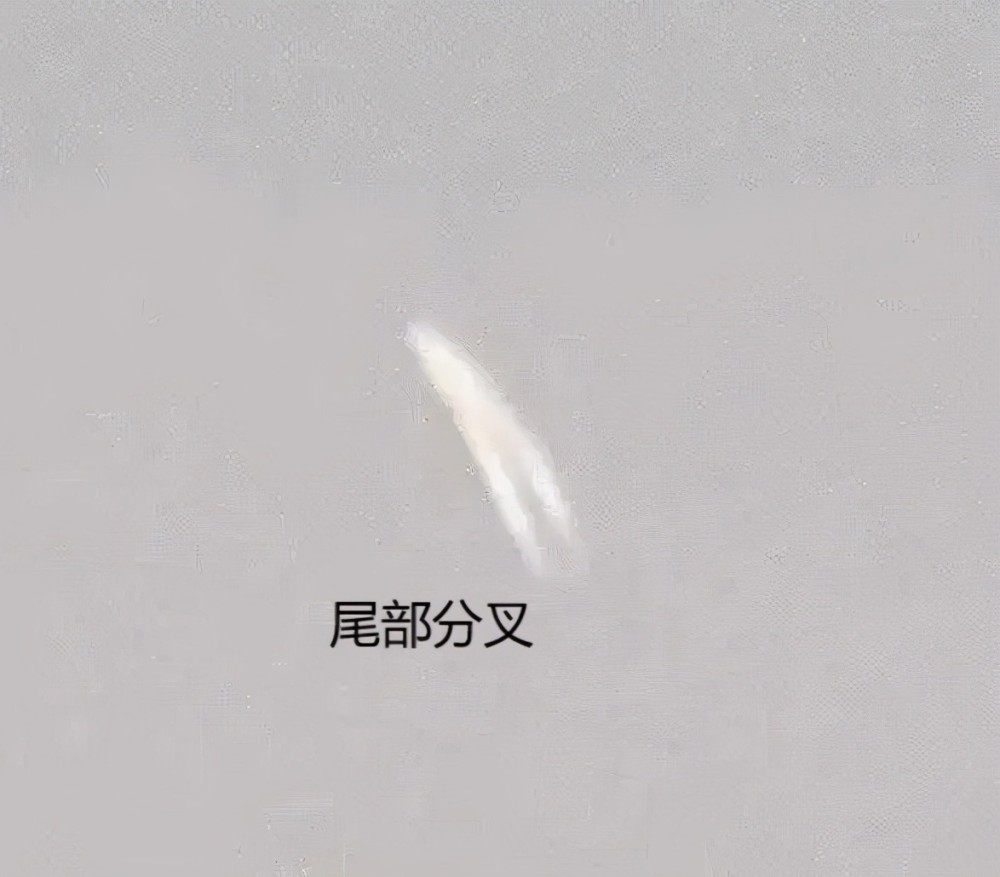 ufo|广东之后，浙江绍兴又惊现不明飞行物，尾长还分叉，到底是什么？