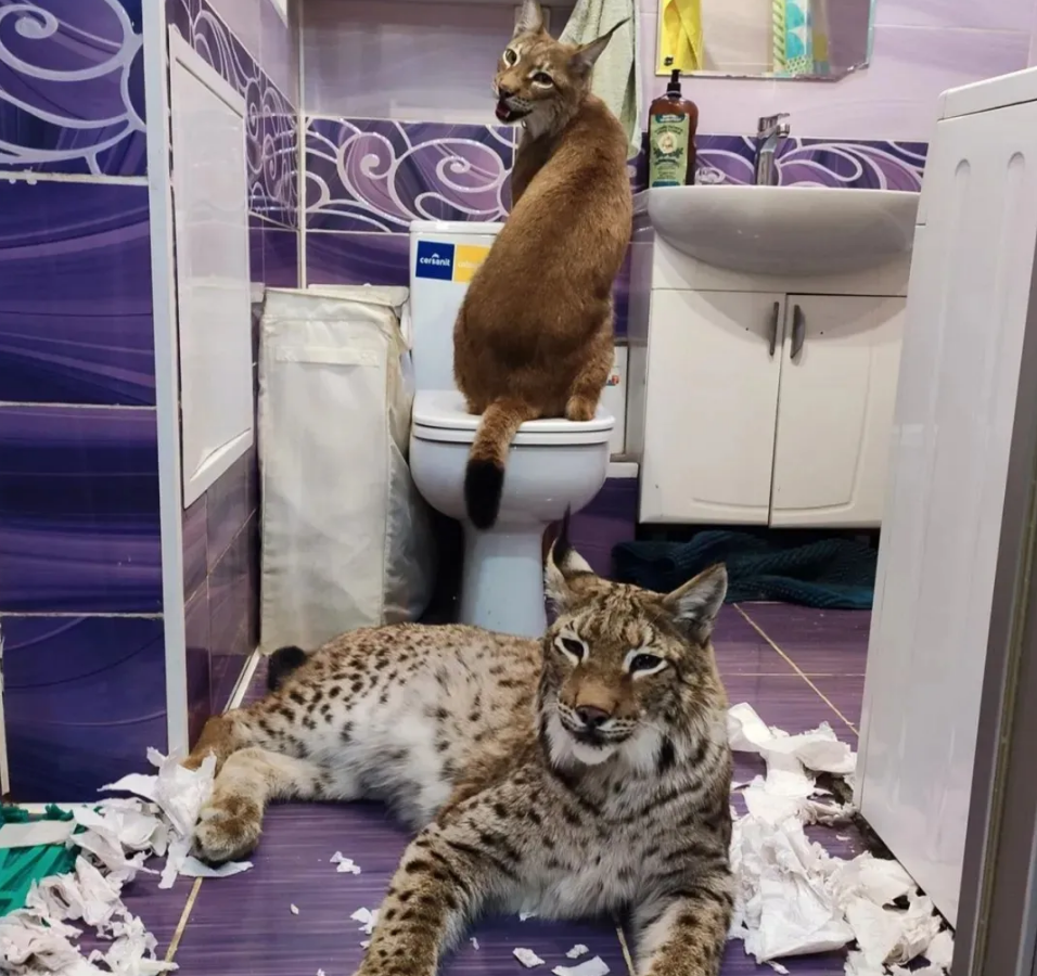 将2只猞猁和8只狗养在一起长大后被成功带偏还学会了拆家