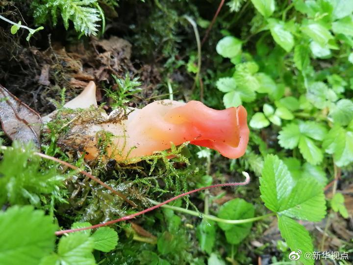 南京地质古生物研究所|科学家发现6.3亿年前的蘑菇祖先