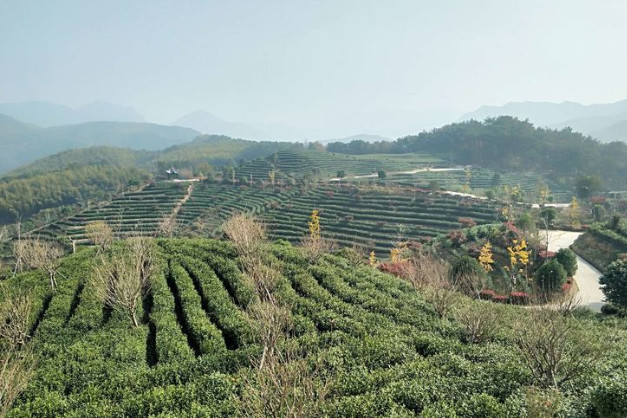 宁海俞氏五峰茶园就是宁波春节期间走红的景区,可是就在刚 火爆起来