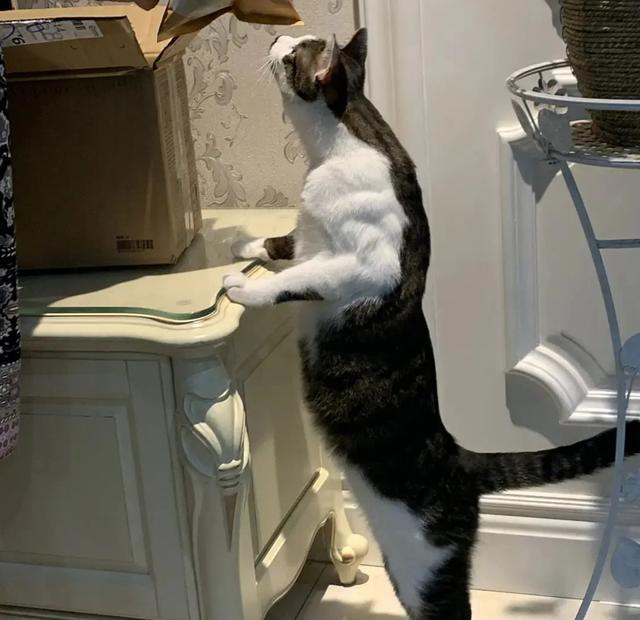 胖猫见多了,可你见过肌肉猫吗?浑身腱子肉那种!_腾讯新闻