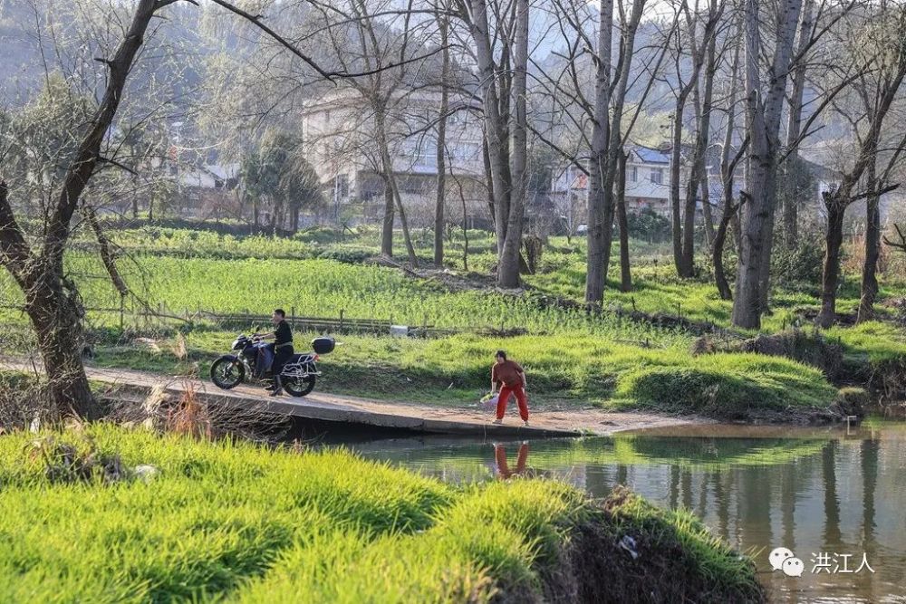 春风又绿滩头村