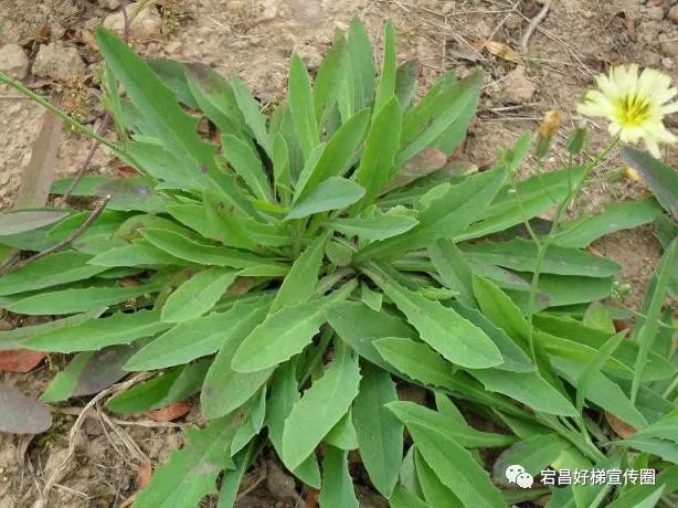 苦菜(苦根儿)藤蔓菜油菜花介绍了这么多野菜你认为哪种野菜既好吃又