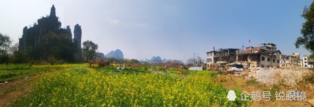 桂林即将消失的塔山下的油菜花景色 穿山 油菜花 桂林 白果树村