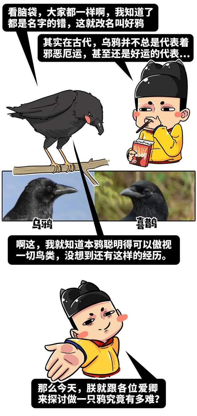 "乌鸦嘴"毒奶如果有一只乌鸦从你头顶飞过……每当生活风平浪静的时候