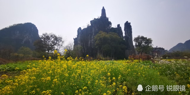 桂林即将消失的塔山下的油菜花景色 穿山 油菜花 桂林 白果树村