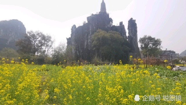 桂林即将消失的塔山下的油菜花景色 白果树村 穿山 油菜花 桂林