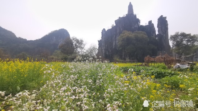 桂林即将消失的塔山下的油菜花景色 白果树村 穿山 油菜花 桂林