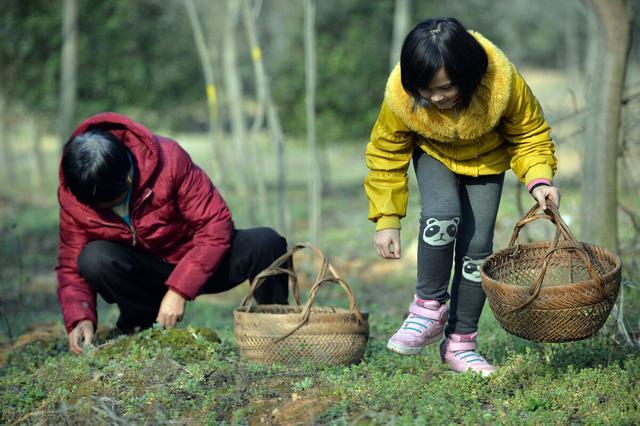 春天挖野菜要注意这5个地方不要去野菜品质不好还容易挨骂
