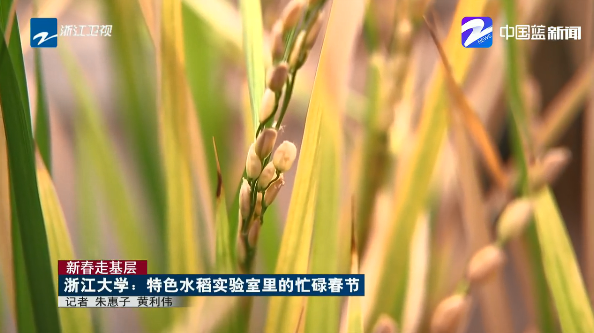 浙江大学|春节仍在忙，浙大这个实验室说这项研究等不得！