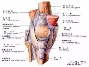 膝关节解剖及常见疾病声像图表现 腾讯新闻