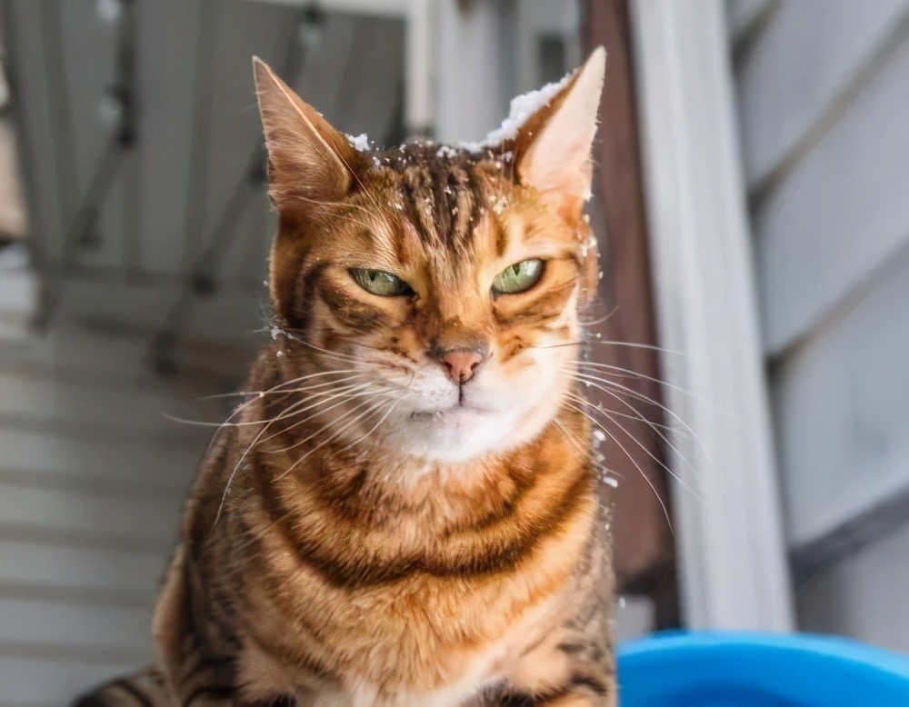 猫咪眯着眼睛看我是讨厌我吗?专家:这是在向你示好