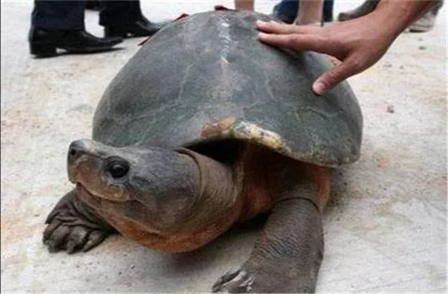 考古界的离奇事件:湖北挖掘2000年古墓,却爬出一只"千年"乌龟