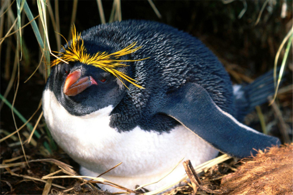 南极发现一只黄金企鹅它的身上有何秘密这是好是坏