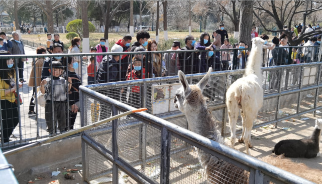 濟南動物園迎來週末客流高峰