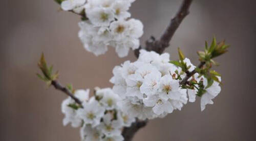 果农|58秒丨樱桃花开果农忙 “线上”授课助力抢占市场先机