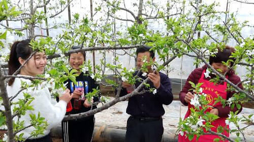 果农|58秒丨樱桃花开果农忙 “线上”授课助力抢占市场先机